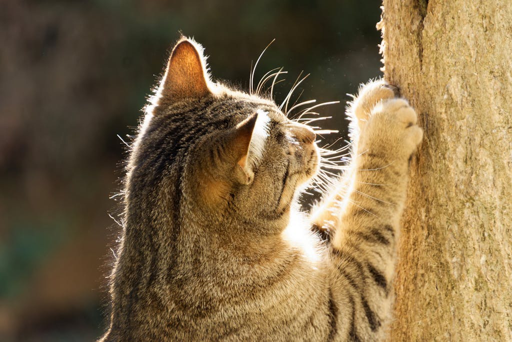 A cat looking at a sofa, illustrating the need to stop cat scratching furniture.