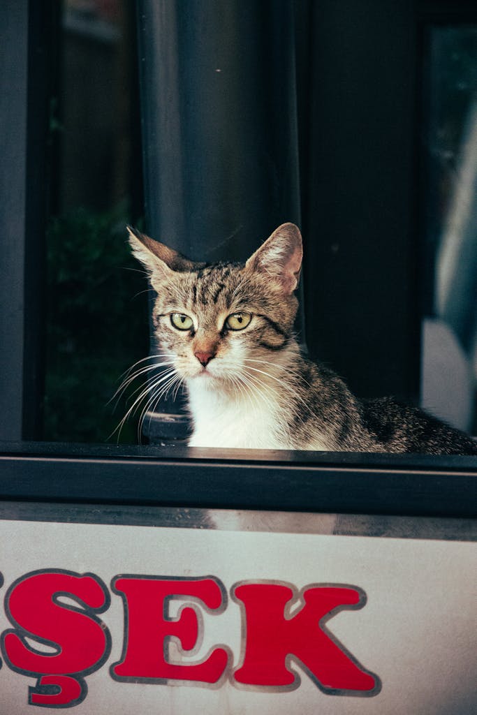 A cat showing signs of indoor cat boredom by staring blankly out a window.