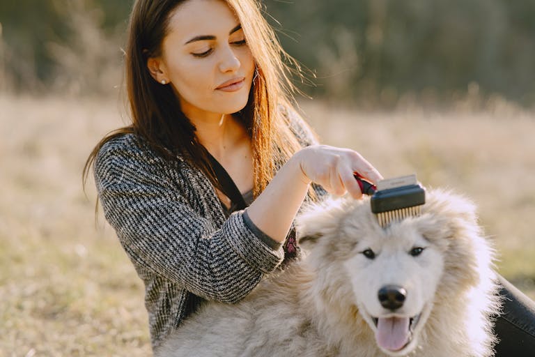 A woman grooming her fluffy dog outdoors in a sunlit field, showcasing pet care and affection.