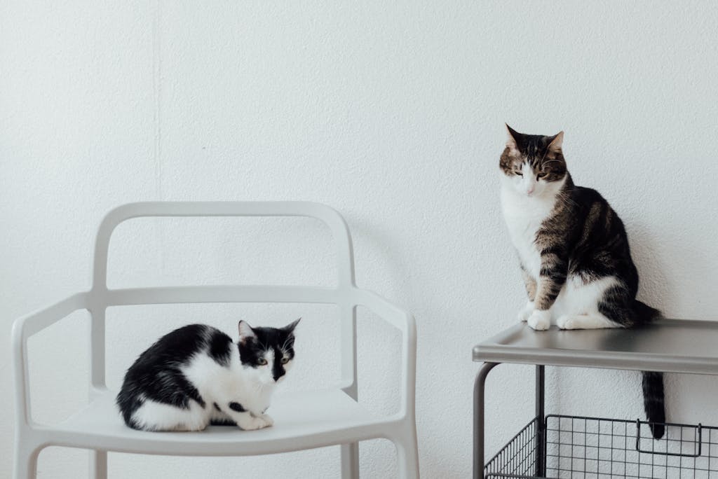 Two cute cats, a tabby, and a tuxedo, relaxing on indoor furniture.